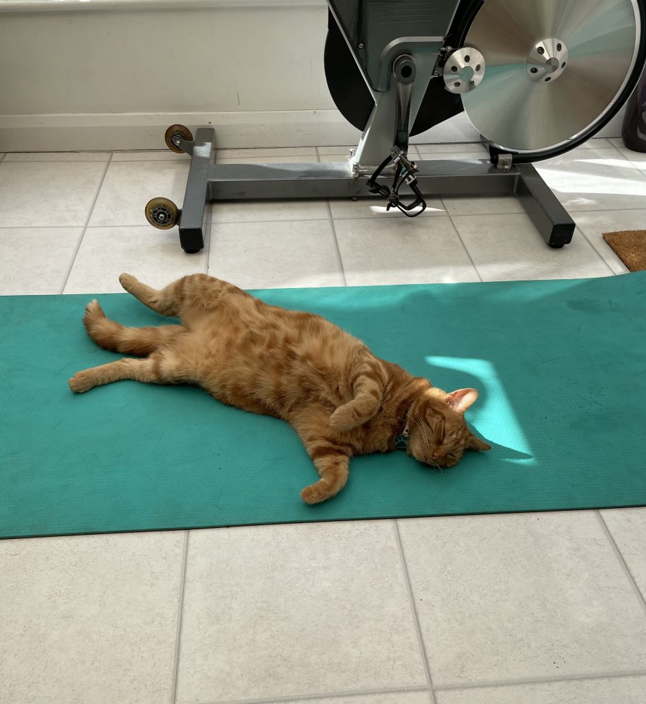 Victor the cat laying out on gym mat
